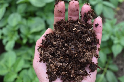 Hand holding compost